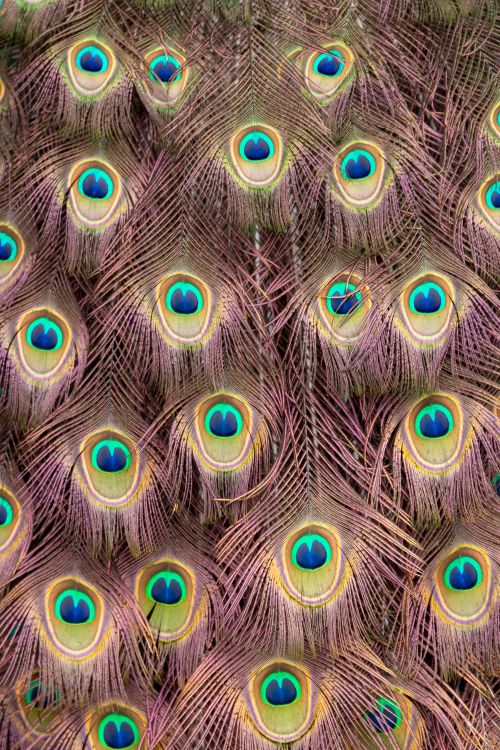 Free Close-up view of vibrant, colorful peacock feathers showing intricate details and patterns. Stock Photo