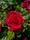 rose flower
