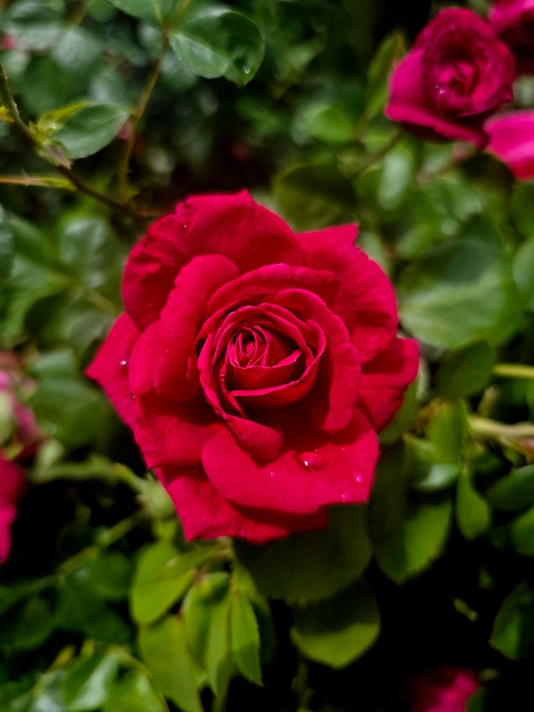 Rose Flower Photos, Download The BEST Free Rose Flower Stock Photos