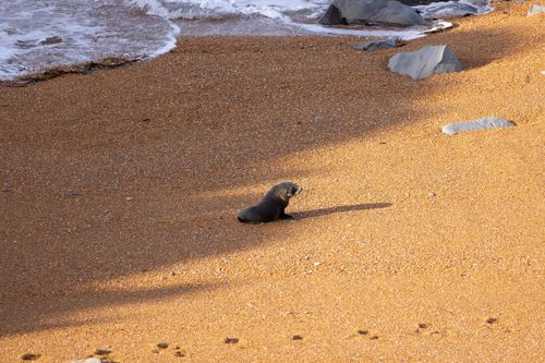 Free A lone seal pup sits on a sunlit sandy beach with ocean waves in the background. Stock Photo