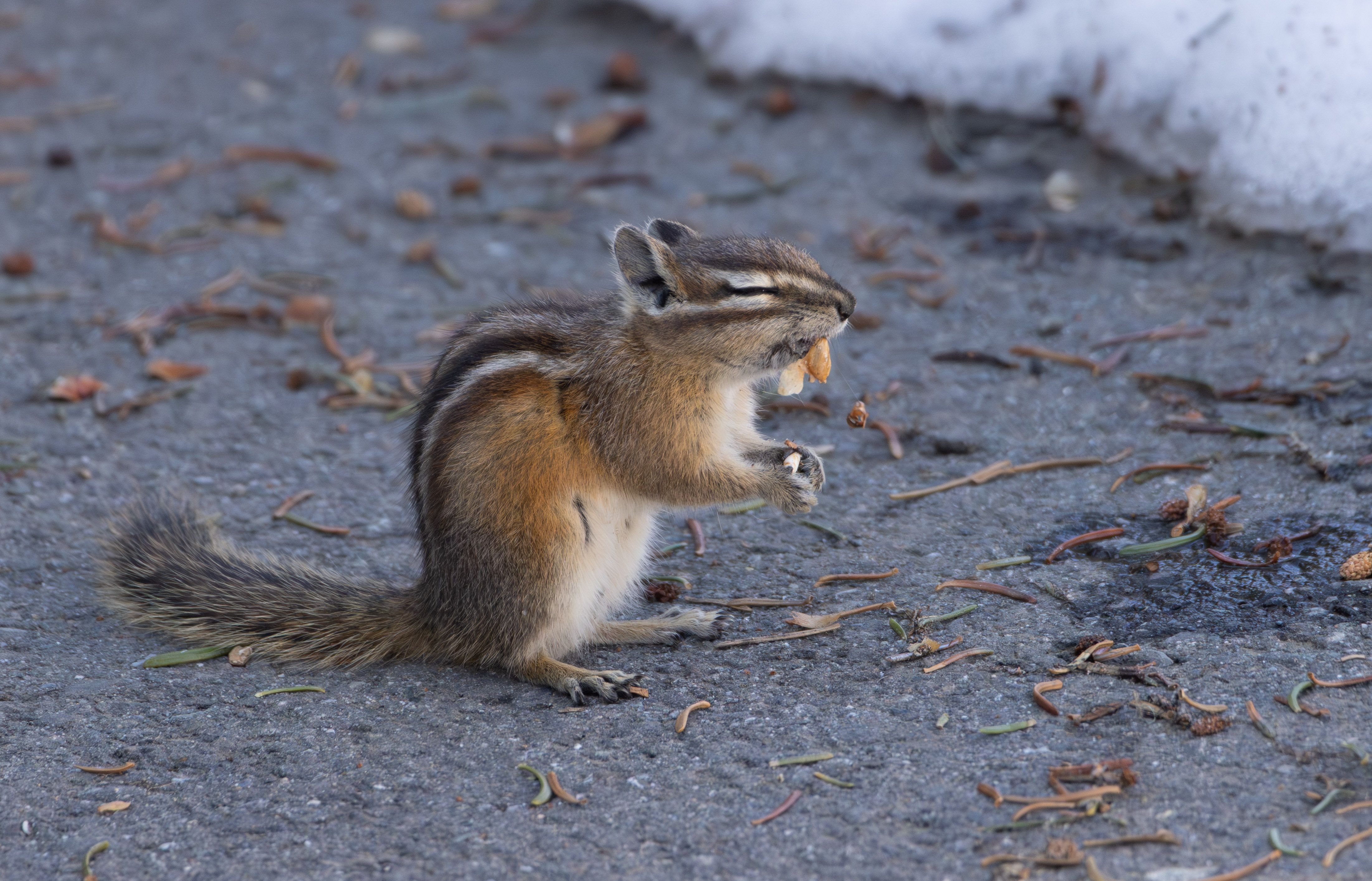 A lively chipmunk enjoying a snack on a paved surface with fallen leaves and twigs.