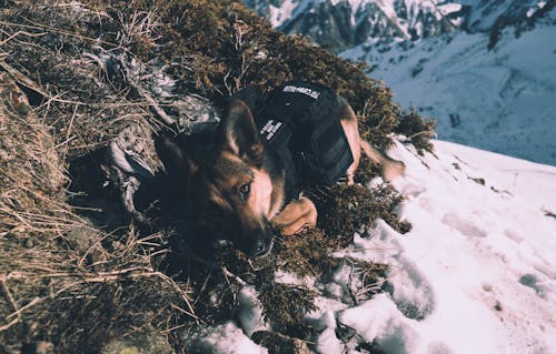 Pessoa De Jaqueta Preta Deitada No Chão Coberto De Neve Ao Lado Do Pastor Alemão