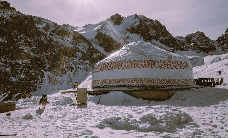 A Dog Sstanding Near A White Tent