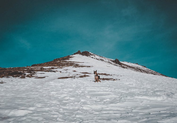 A Dog On A Snow-Covered Ground