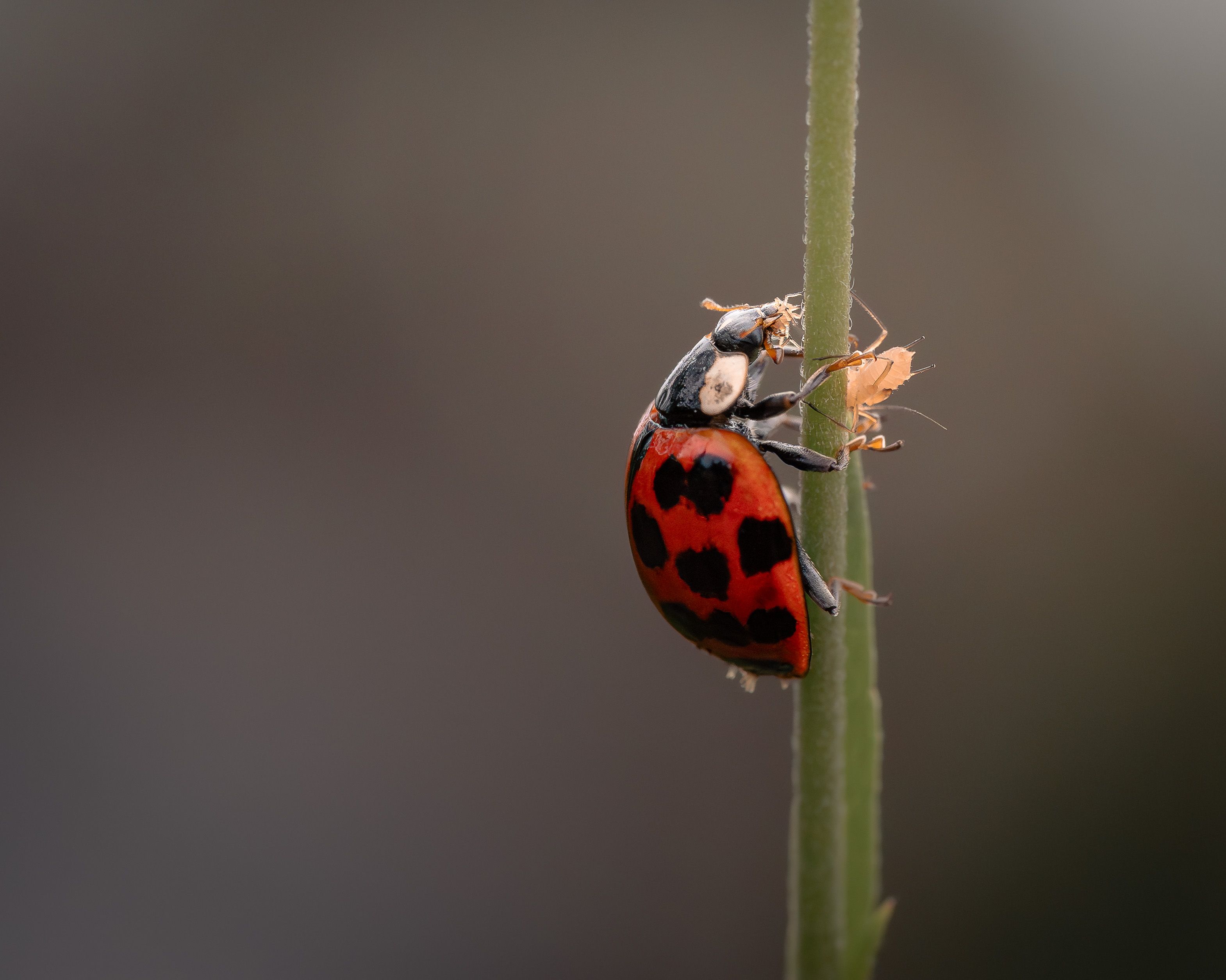 Prévenir les ravageurs du jardin en été : méthodes naturelles 