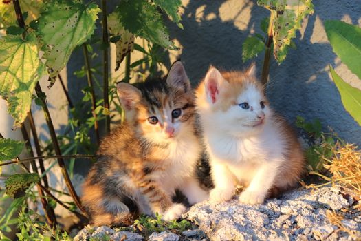 Two cute kittens sit together on a sunlit rock surrounded by green plants., free online jigsaw puzzle on JigsawPuzzlesFreeOnline.org