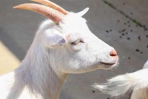 Free Portrait of a white goat basking in sunlight, showcasing its horns and serene expression. Stock Photo
