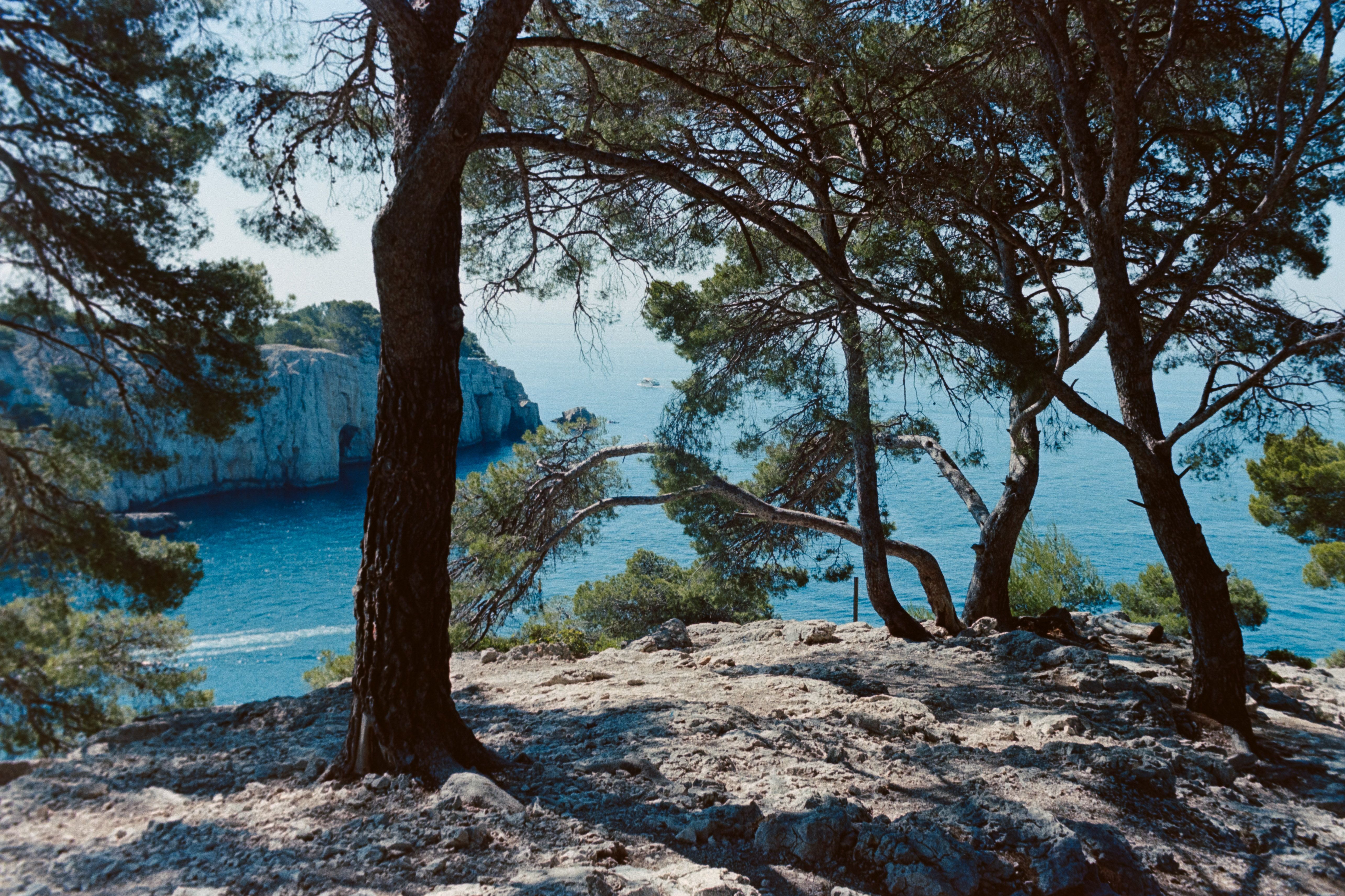 Beautiful coastal landscape in Calanques National Park, France, showcasing rocky cliffs and pine trees.