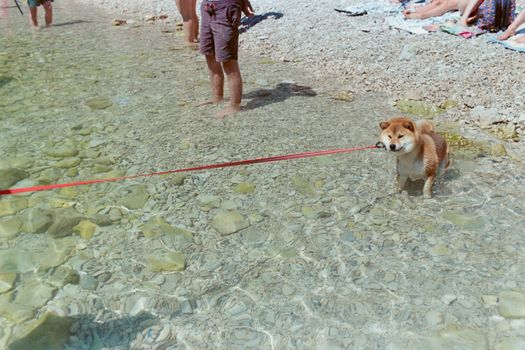 Shiba Inu dog on leash at a sunny Provence beach, enjoying shallow clear waters.