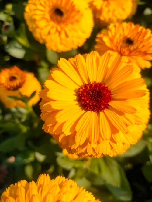 Free Bright orange marigold flowers blooming under the sun in Delhi, India garden. Stock Photo