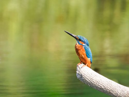 Free Colorful kingfisher perched on a branch over tranquil water, showcasing natural beauty. Stock Photo