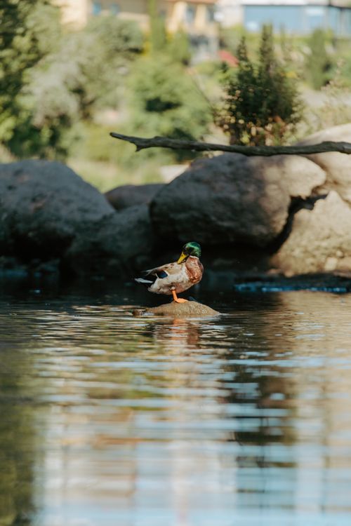 Free A serene scene of a male mallard duck standing on a rock in a tranquil river in Barcelos, Portugal. Stock Photo