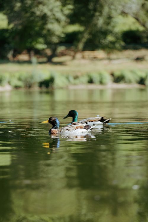 Free Two mallard ducks swimming gracefully on the Rio Cávado in Barcelos, Portugal. Stock Photo