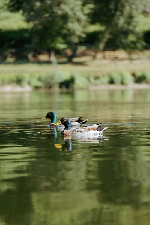 Free A serene group of wild ducks swimming in Rio Cávado, Barcelos, Portugal, on a sunny day. Stock Photo