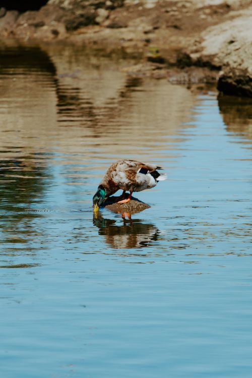 Free A mallard duck drinks from a river in Barcelos, Portugal, reflecting nature's serenity. Stock Photo