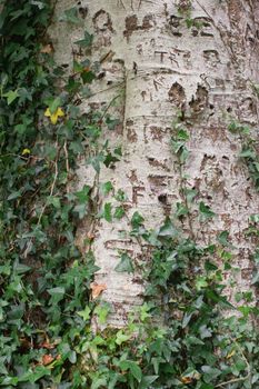 Close-up of ivy climbing a tree trunk with textured bark in County Roscommon, Ireland.