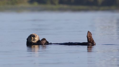 Free Sea otter relaxing on calm waters in California. Captured with Canon EOS R5m2. Stock Photo