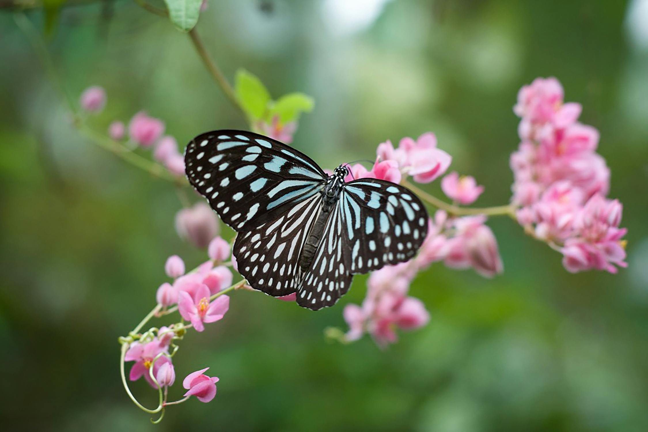 Butterfly Photo by Yulia from Pexels: https://www.pexels.com/photo/macro-photo-of-butterfly-perched-on-pink-flowers-3805975/