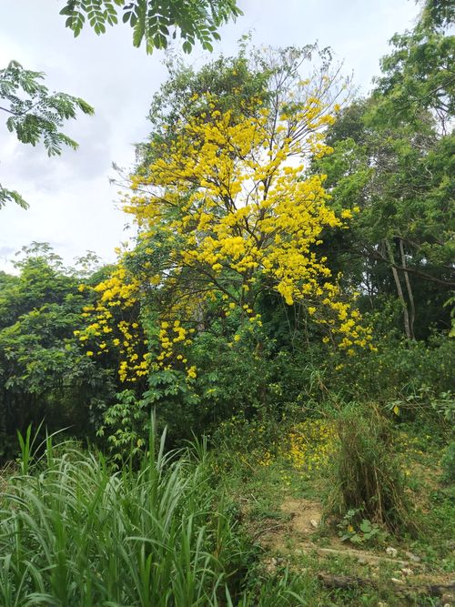 Free Bright yellow Tabebuia tree blossoms in a lush Venezuelan forest setting. Stock Photo