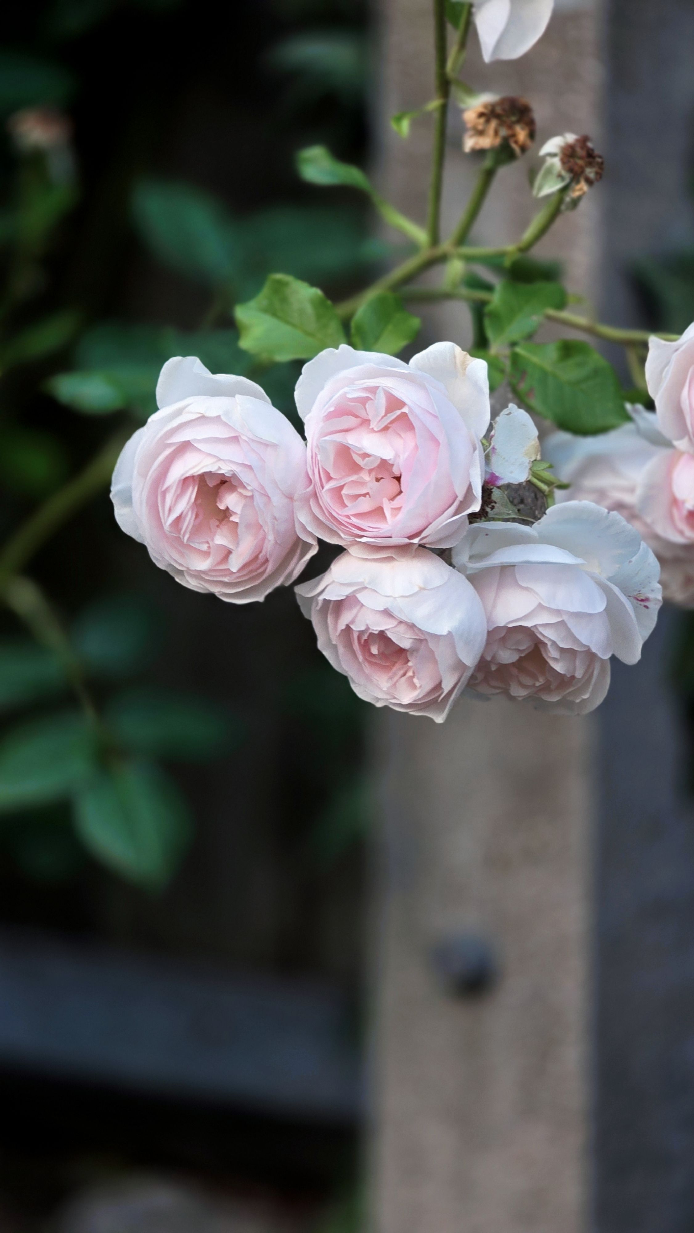 Close-up of blooming pink roses with lush greenery, perfect for nature-themed content.