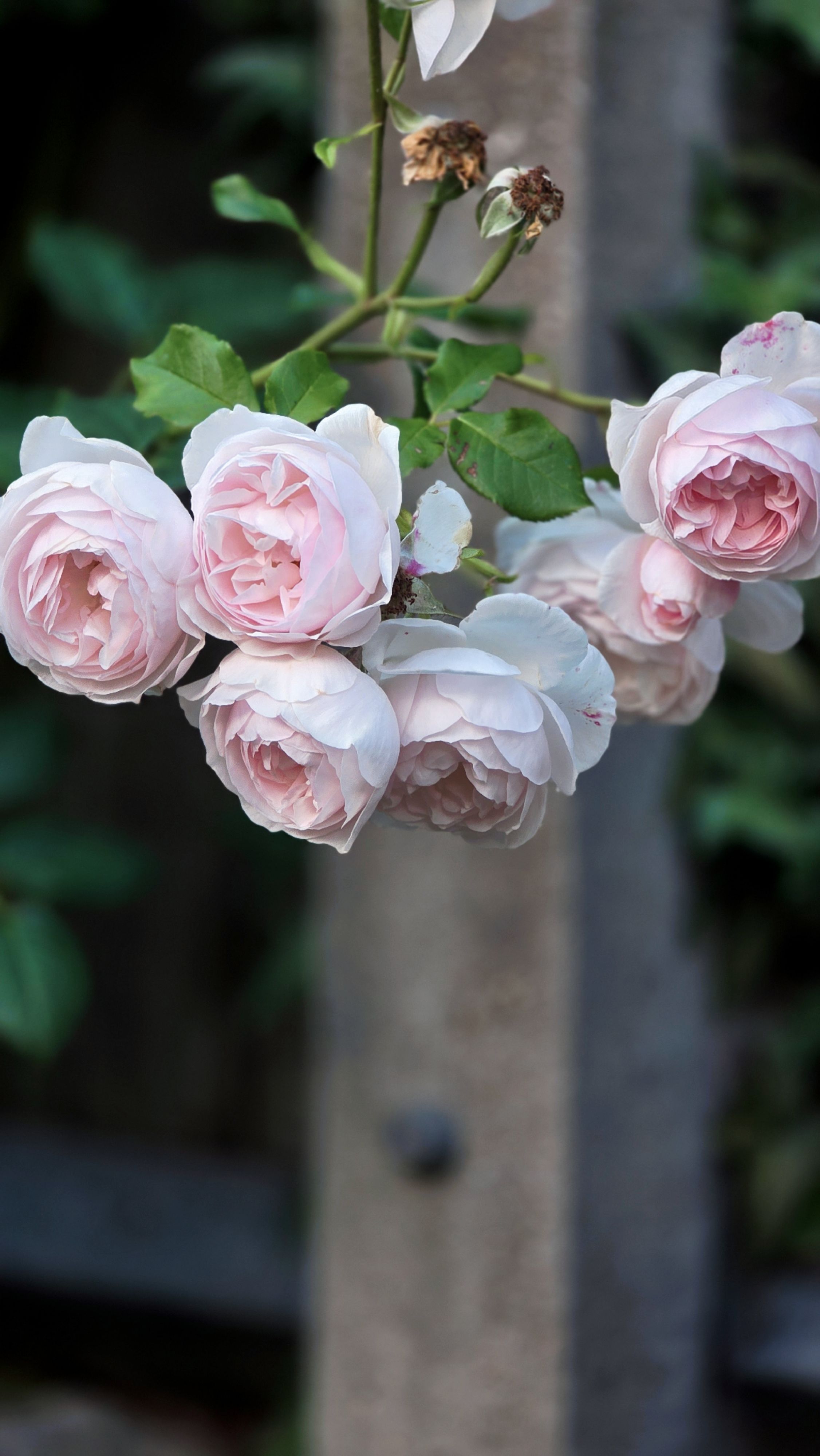 Delicate pink roses cascading down a vertical stem outdoors, showcasing natural beauty.