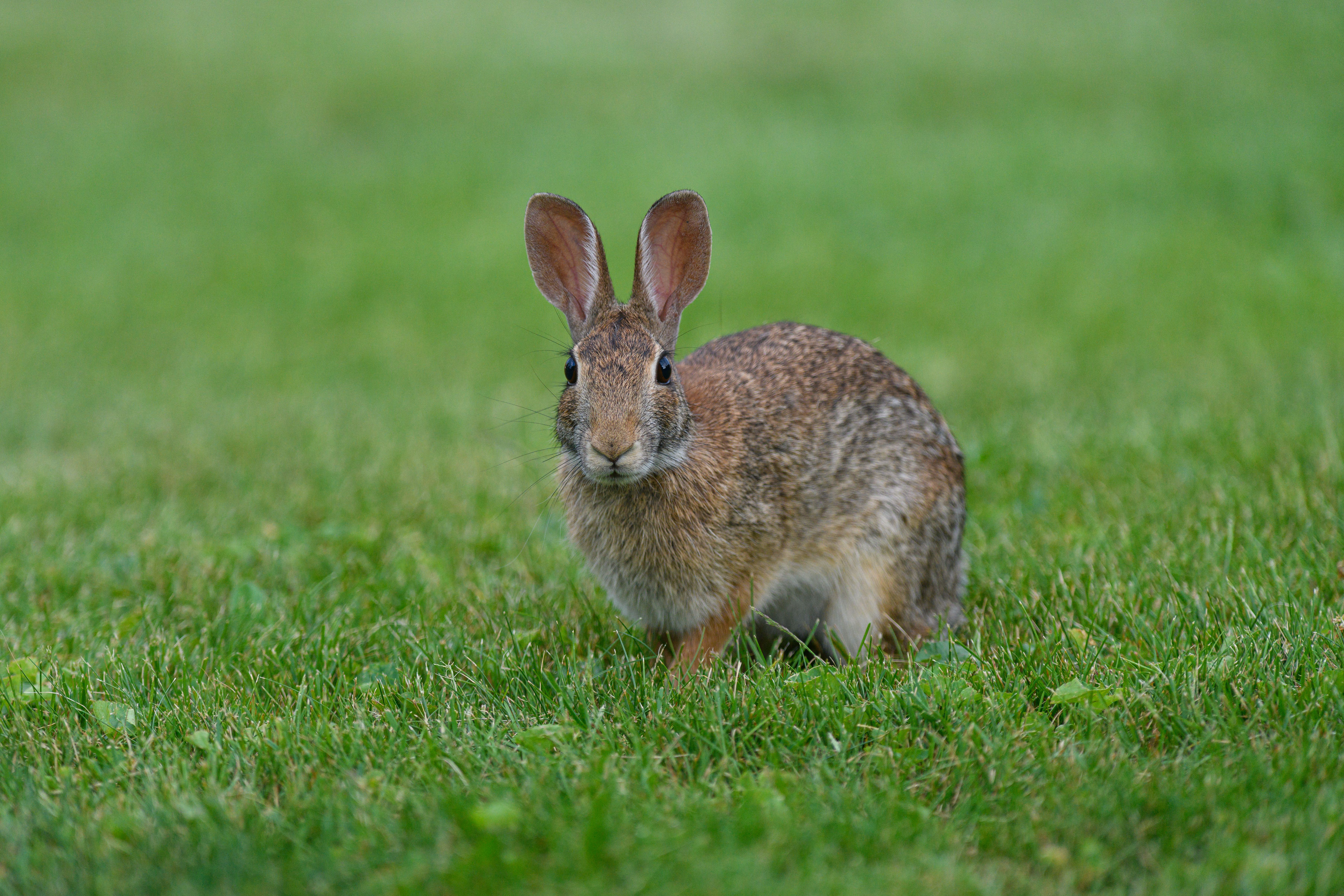A cute rabbit sitting on a vibrant green lawn, showcasing natural beauty.