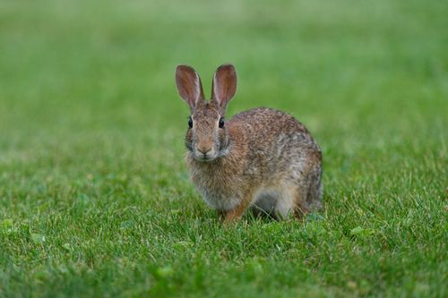 Free A cute rabbit sitting on a vibrant green lawn, showcasing natural beauty. Stock Photo