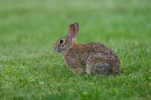rabbit photo