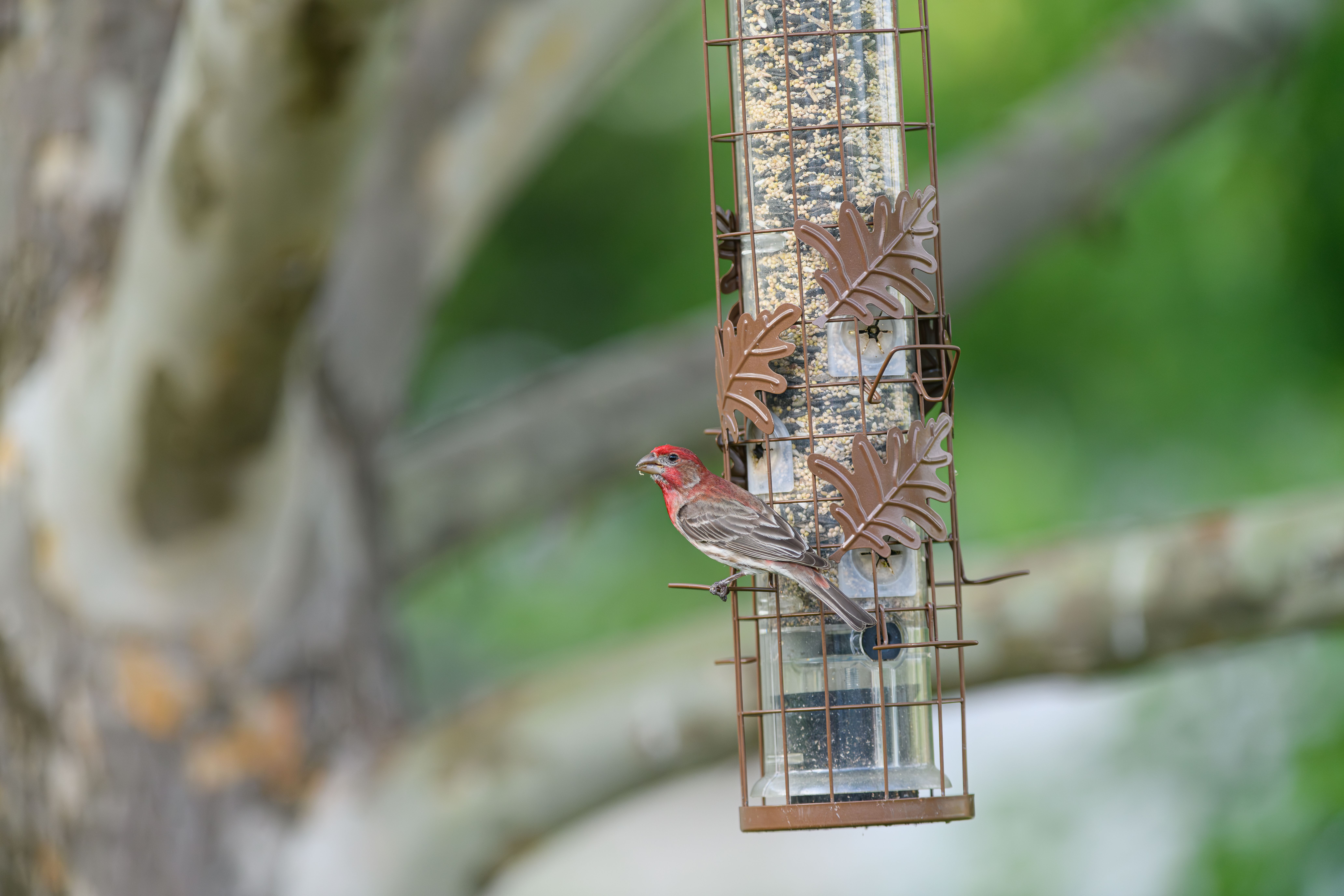 Setting Up Bird Feeders to Maximize Attraction