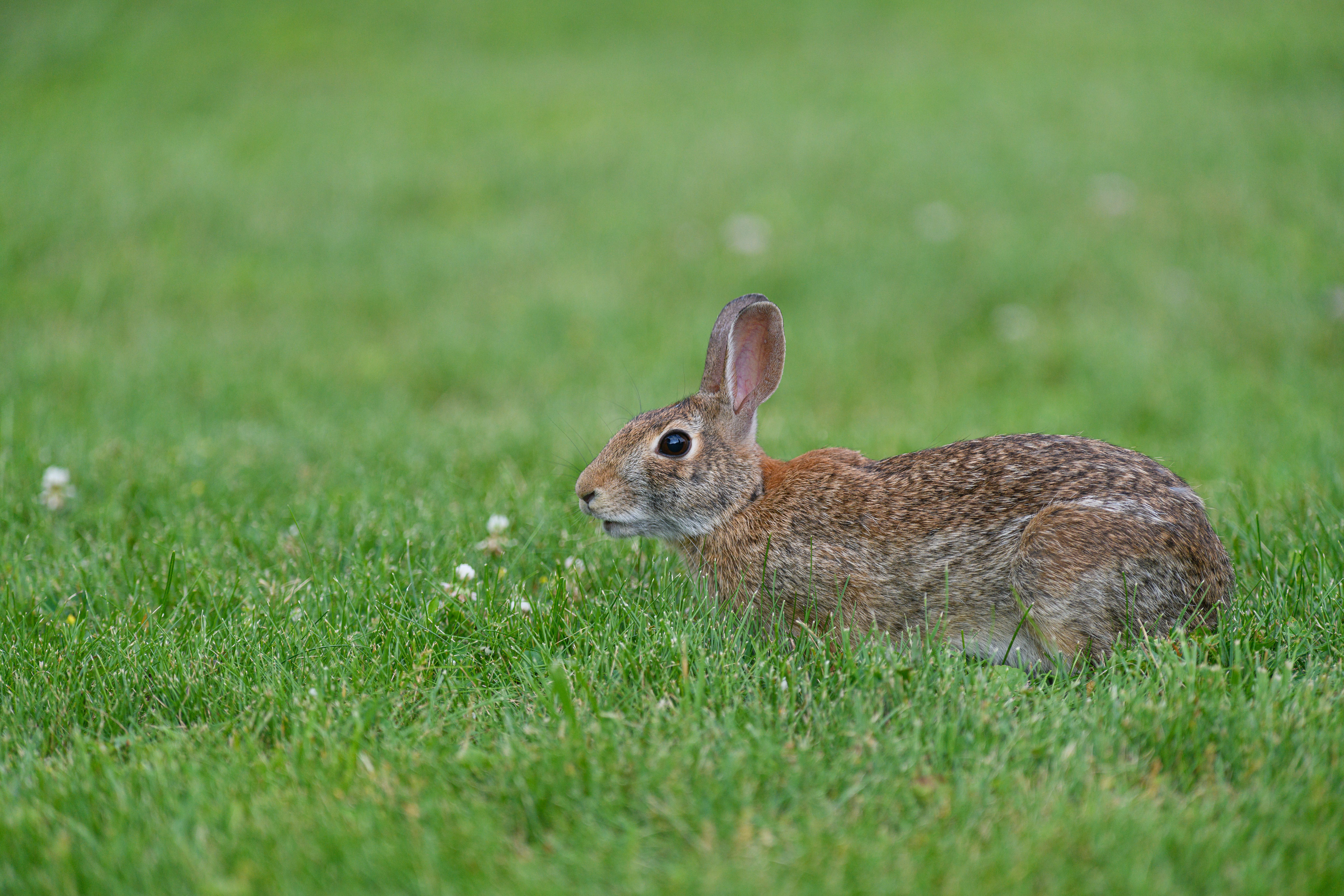 Veterinarian examining a rabbit during a checkup