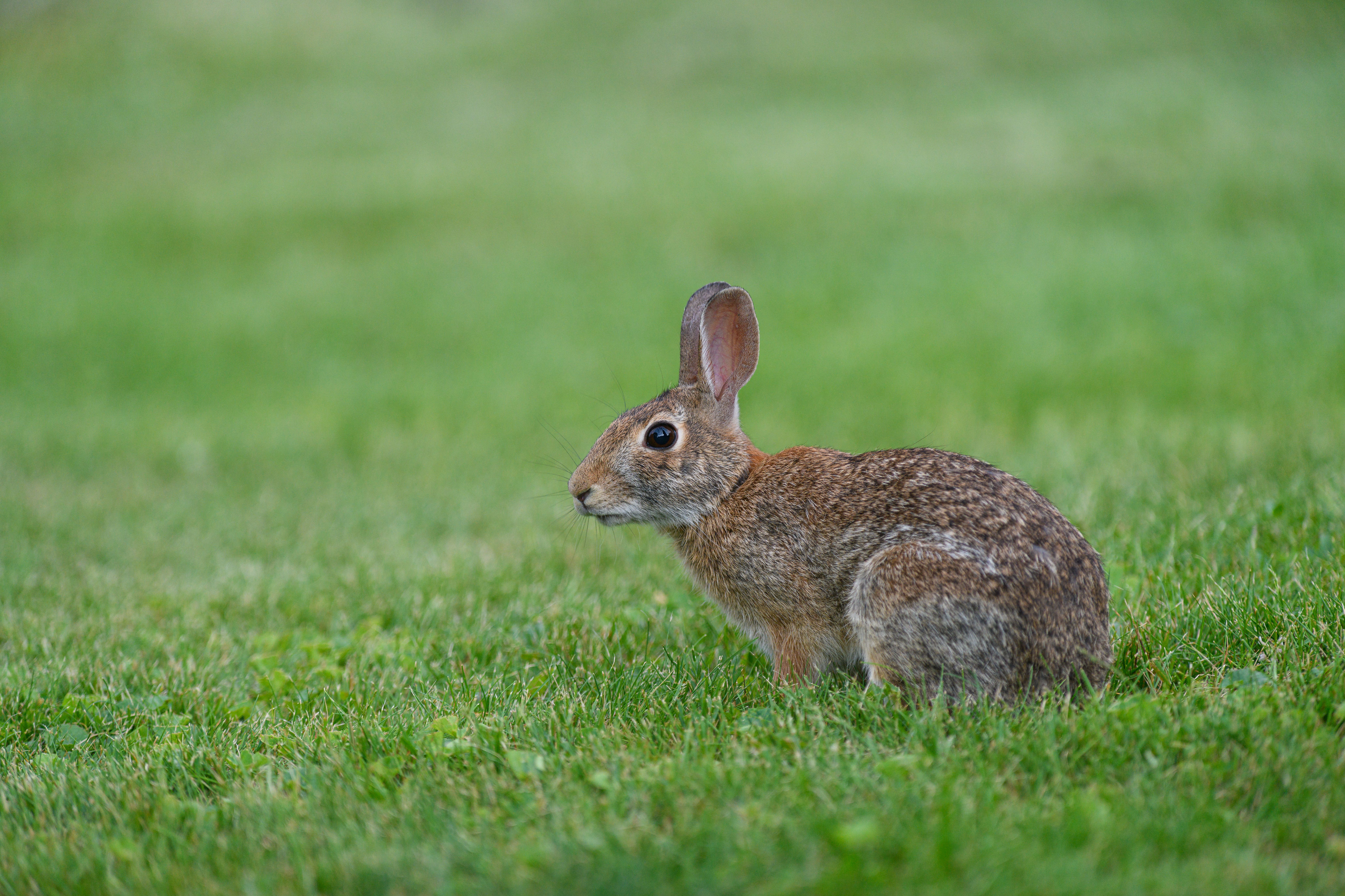 A wild rabbit sits peacefully in a lush green field, showcasing nature's beauty.