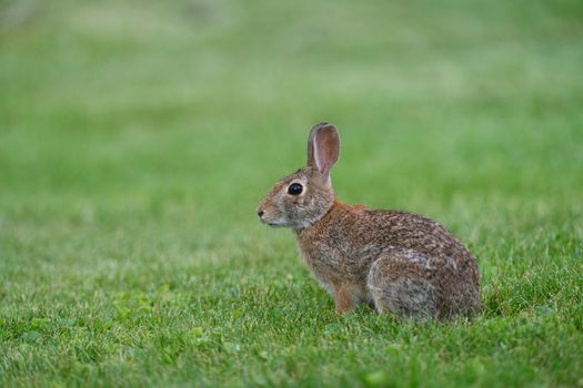 rabbit photo