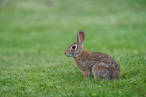 Free Close-up of a wild rabbit sitting on lush green grass in a natural outdoor setting. Stock Photo