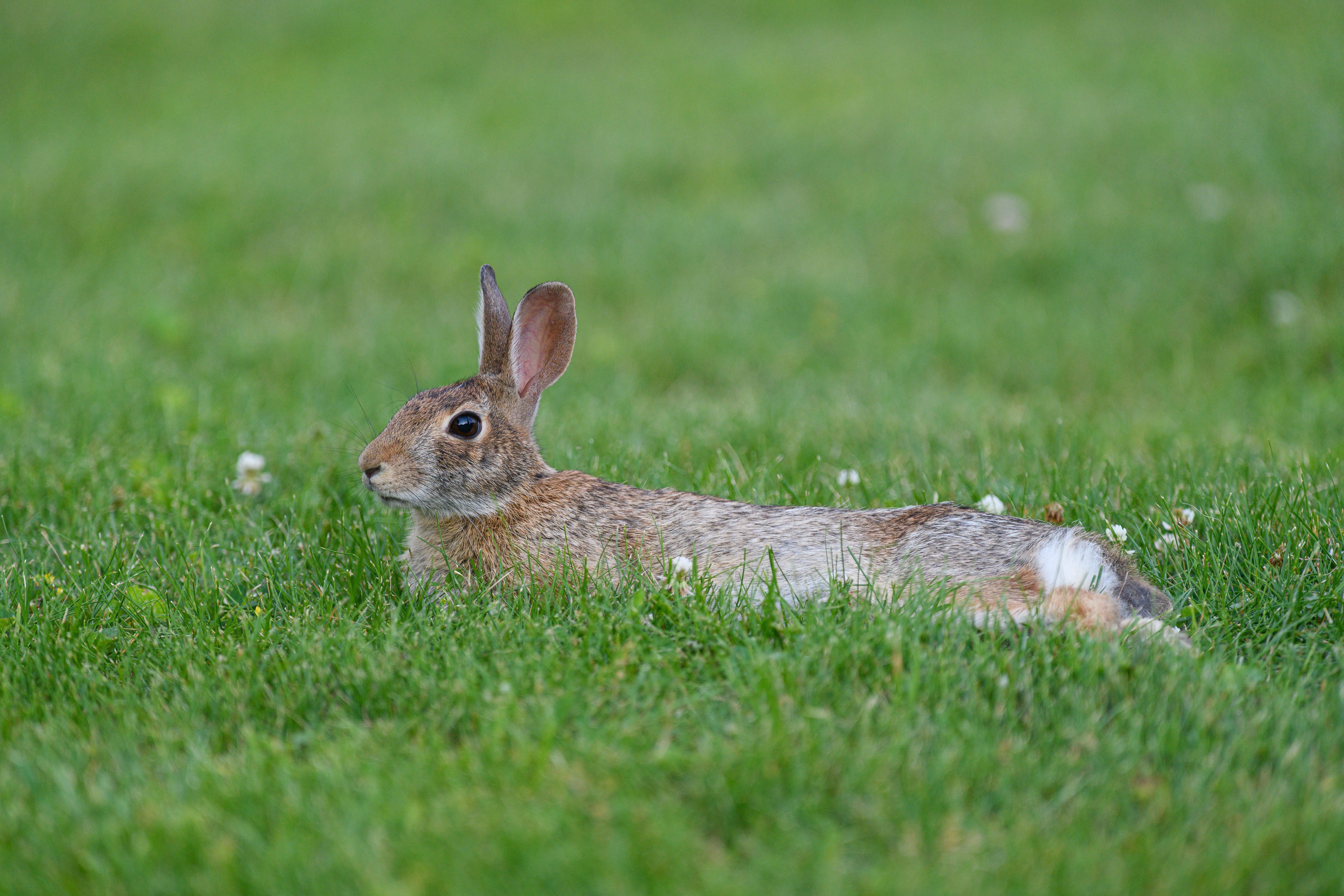 rabbits survive outside summer