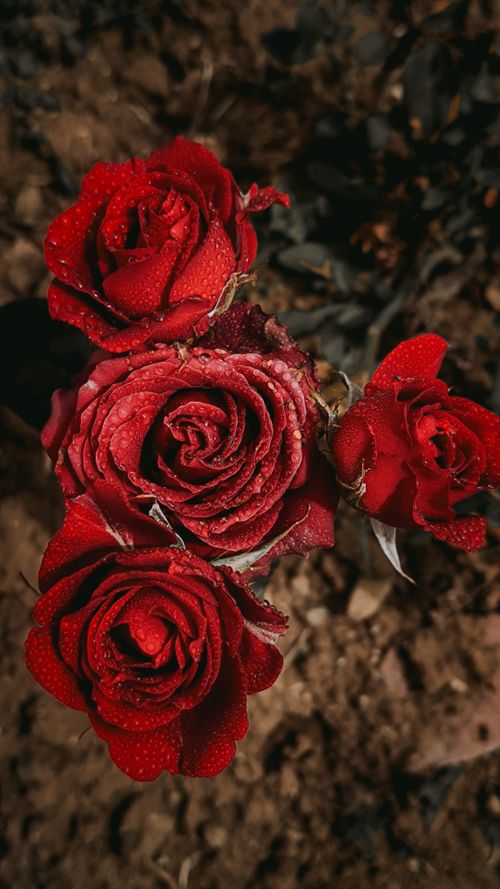 Free Close-up of red roses with dewdrops against a blurred earthy background, showcasing natural beauty. Stock Photo