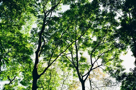 Sunlight filters through the vibrant green canopy of Cuc Phuong Forest in Vietnam.
