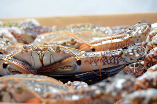 Free stock photo of betta fish, blue swimming crabs, bluecrabs Stock Photo