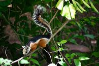 A vibrant variegated squirrel perched on a branch in Guanacaste, Costa Rica forest.