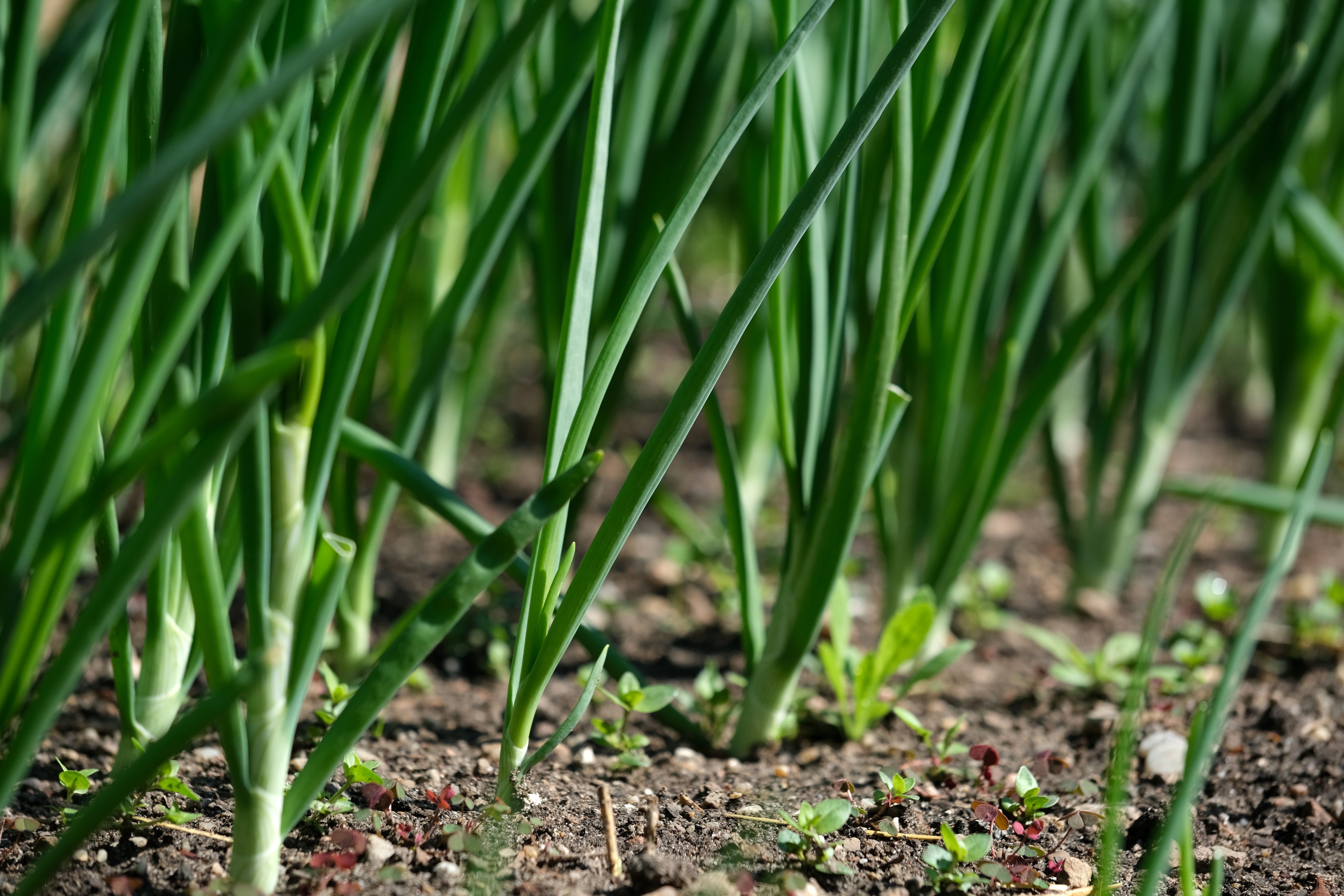 gardening, gardening leave, gardening tools, gardening gloves, gardening leave meaning, gardening hoe, gardening shoes, garde