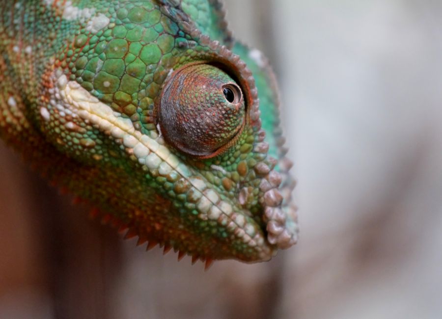 Detailed close-up of a vibrant green chameleon showcasing its textured skin and eye.