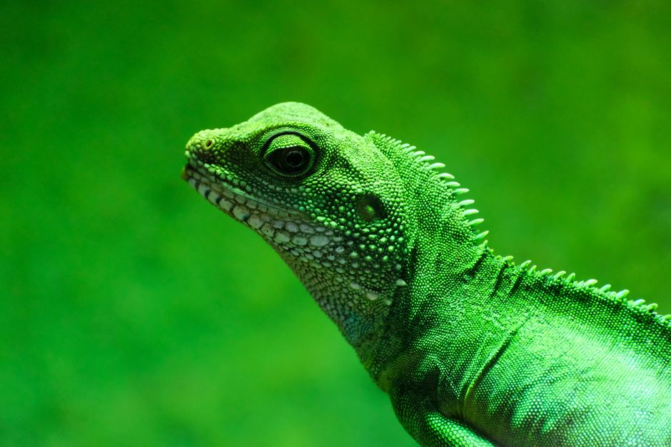 Close-up of a green lizard with textured skin against a vivid green background, showcasing its intricate details.