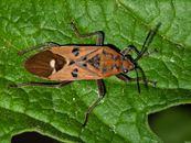 Boxelder bug resting on a green leaf, showcasing its distinctive orange and black pattern.