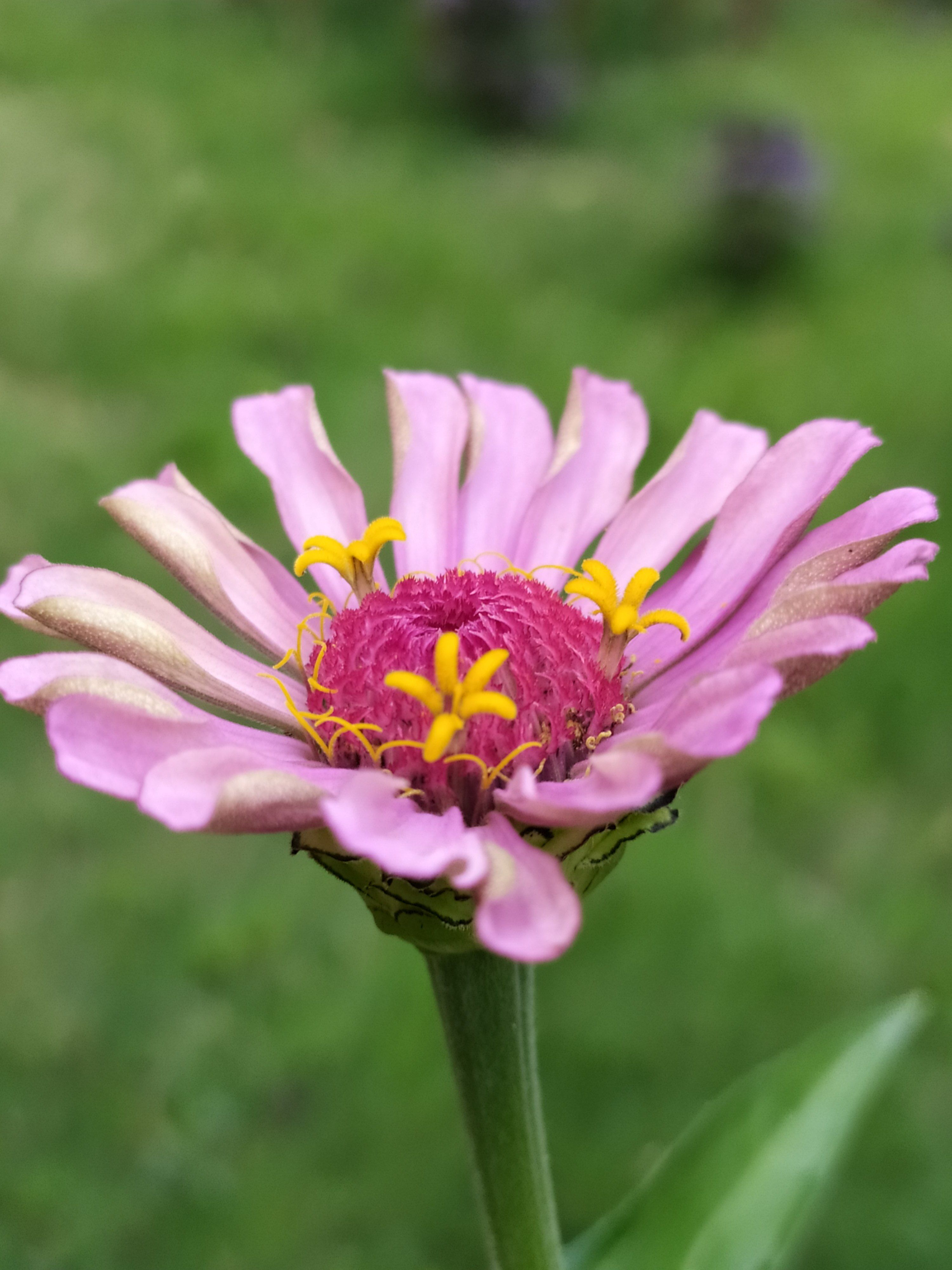 [ColoSach]-vibrant-pink-zinnia-flower-in-full-bloom-with-visible-detailed-petals-and-yellow-stamens.