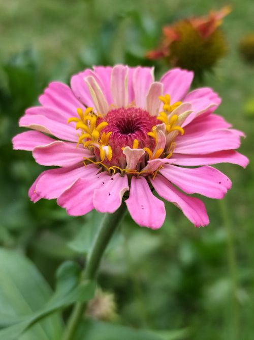 Free Vibrant close-up of a pink zinnia flower with detailed petals and yellow stamens, outdoors in daylight. Stock Photo