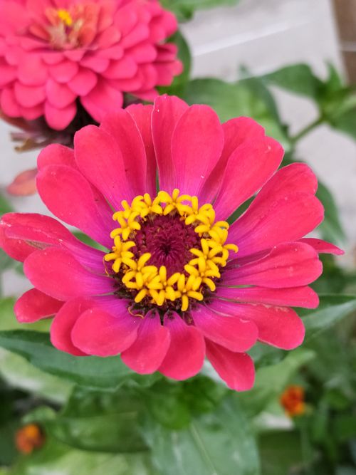 Free Close-up of a vivid pink Zinnia flower with a yellow center, captured outdoors. Stock Photo
