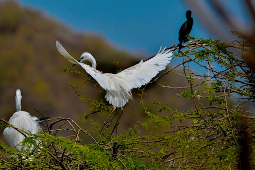 bird photo