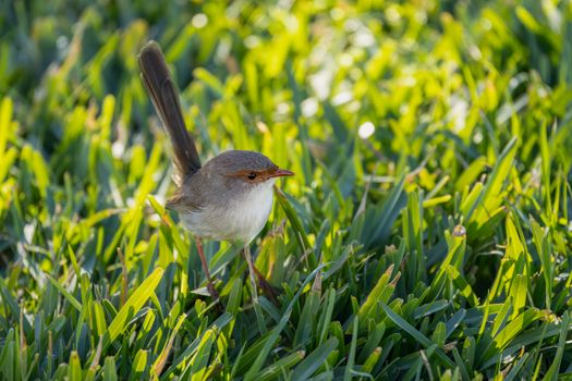 A close-up shot of a superb fairy-wren on lush green grass during daylight.