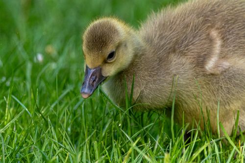 Free Close-up of a cute gosling exploring vibrant green grass. Perfect springtime wildlife capture. Stock Photo