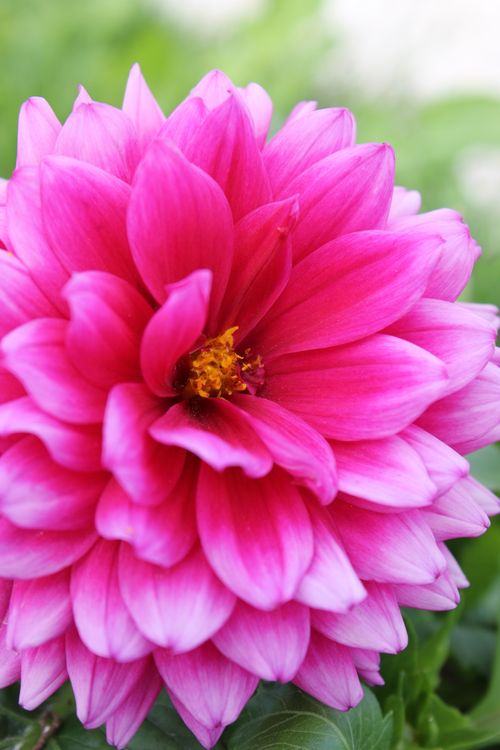 Free Bright and vibrant pink dahlia flower in full bloom showcasing intricate petals. Stock Photo