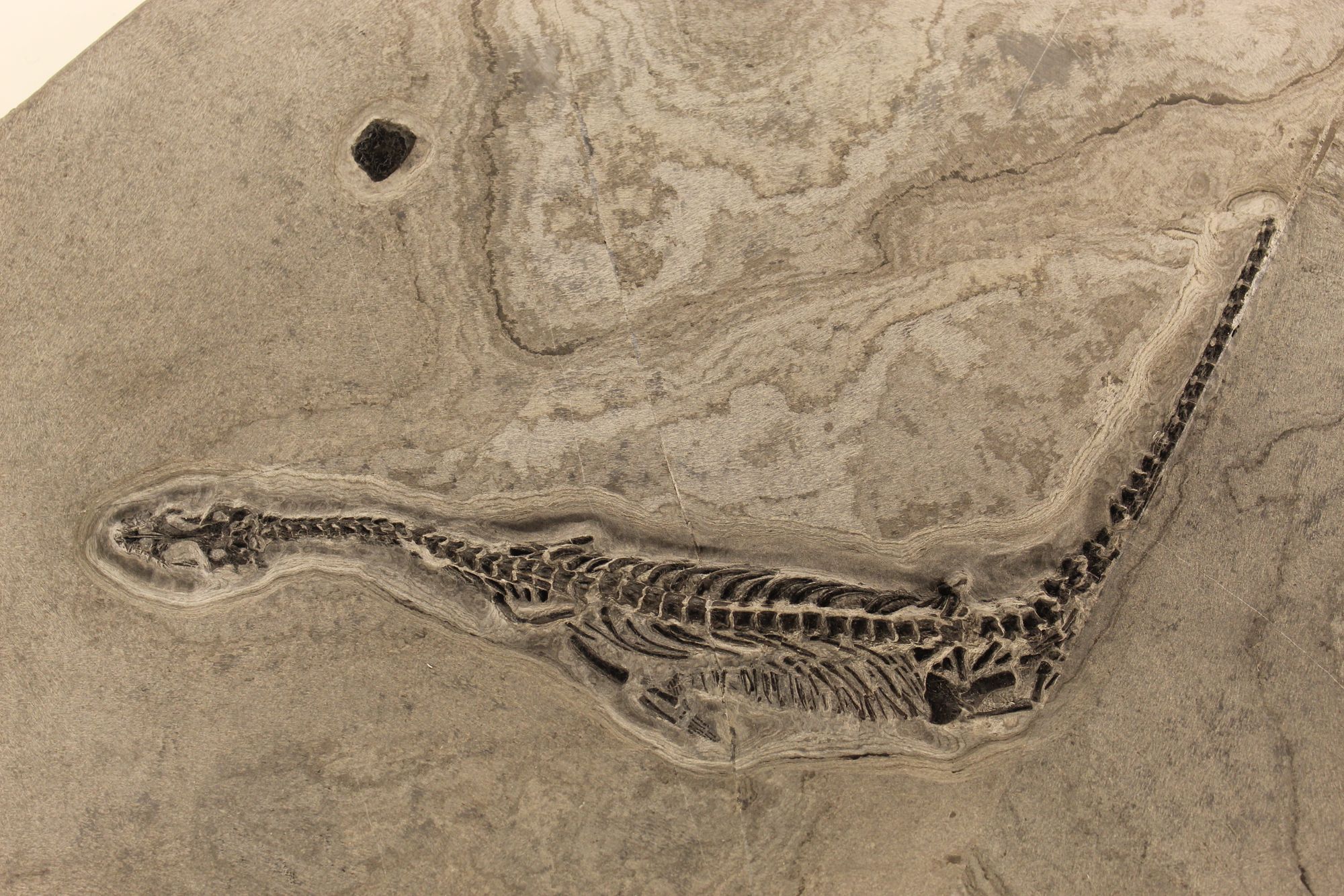 245-Million-Year-Old Fossil Still Has Its Liver — Inside a Triassic Sea Reptile